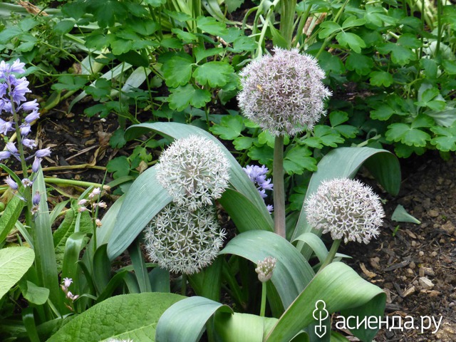  (Allium karataviense)