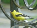 Goldfinch