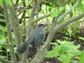 Catbird