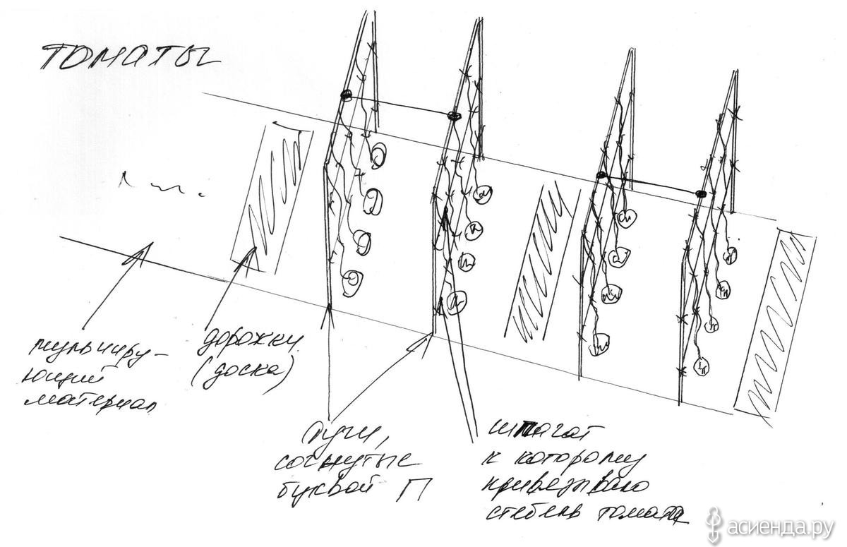 Схема высадки томатов