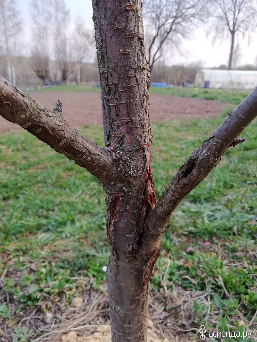 болезни абрикосовых деревьев фото