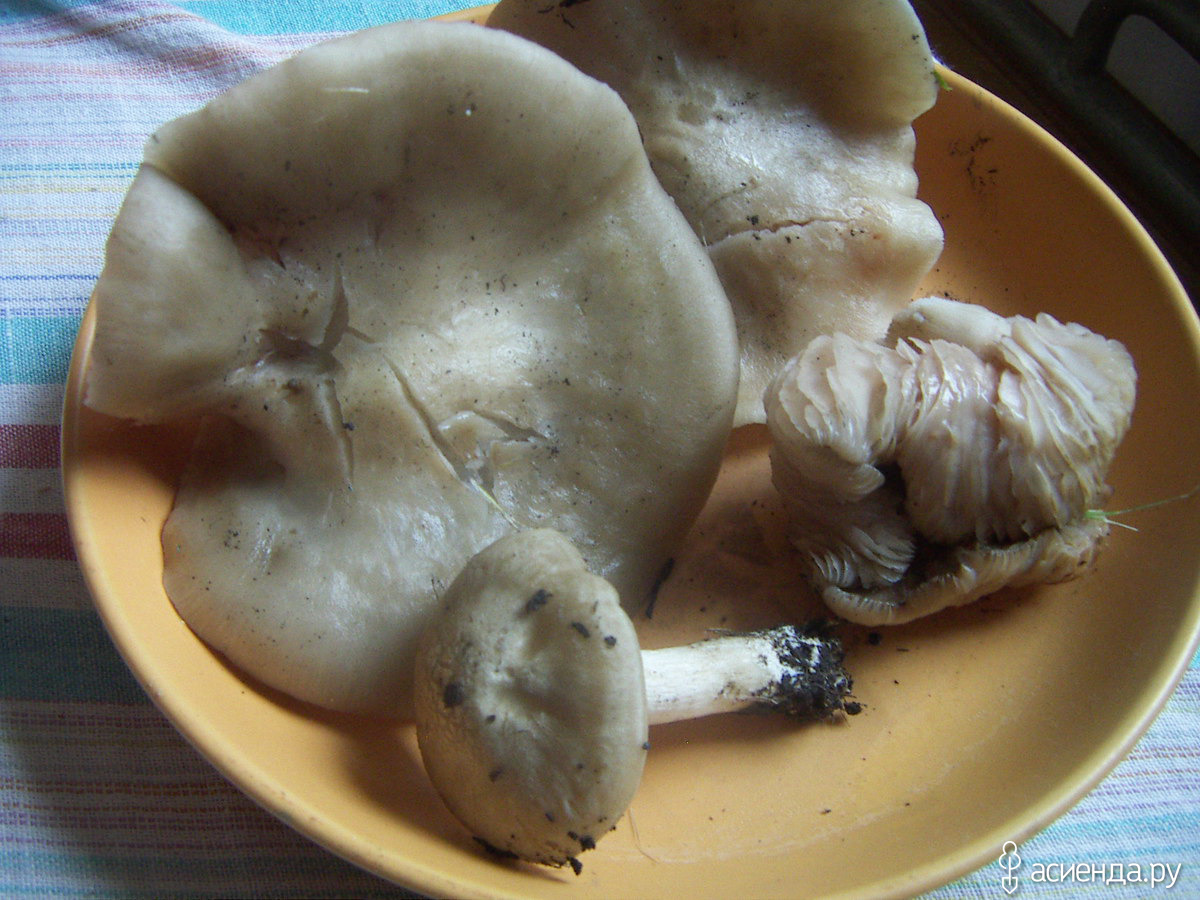 Синюхи грибы фото съедобные