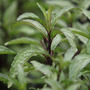 16    Mentha arvensis 'Thai' (     )