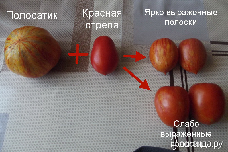 Помидоры красная стрела описание сорта фото