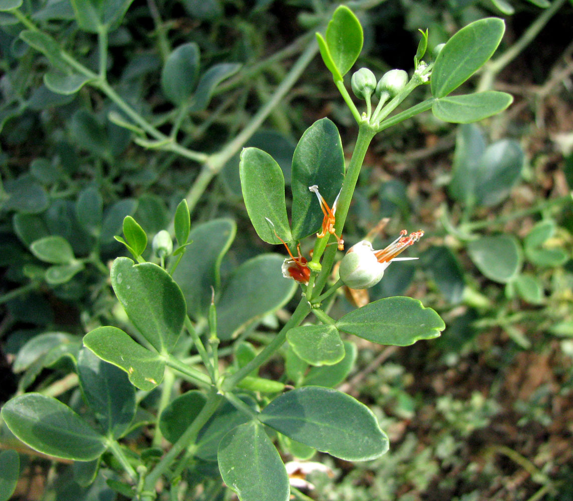 Парнолистник обыкновенный Zygophyllum fabago