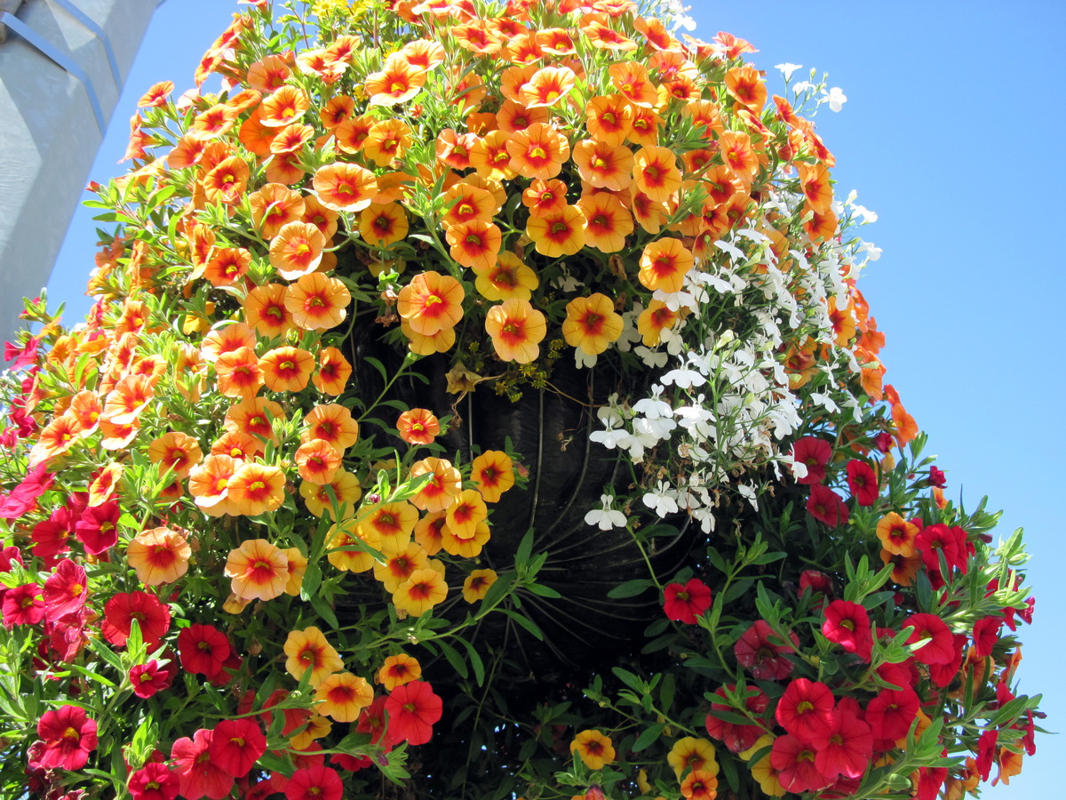 Калибрахоа фото цветов махровая