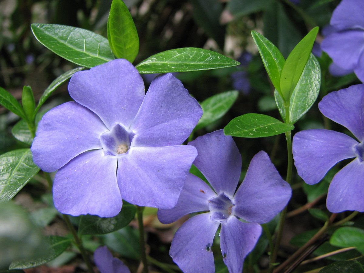 Барвинок малый (Vinca Minor)